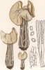 Лопастник курчавый, Helvella cripsa (Scop.) Fr. (лат.). Дж.Бресадола, Funghi mangerecci e velenosi, т.II, л.217. Тренто, 1933