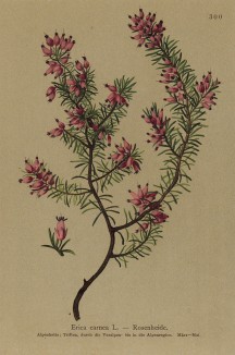 Эрика травяная, или румяная (Erica carnea (лат.)) (из Atlas der Alpenflora. Дрезден. 1897 год. Том III. Лист 300)