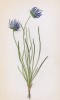Кольник полусферческий (Phyteuma hemisphaericum (лат.)) (лист 249) известной работы Йозефа Карла Вебера "Растения Альп", изданной в Мюнхене в 1872 году)