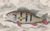 Рыба из семейства цихловые (Cychla flavo-maculata (лат.)) (лист 6 тома XL "Библиотеки натуралиста" Вильяма Жардина, изданного в Эдинбурге в 1860 году)