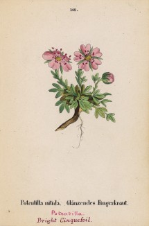 Лапчатка блестящая (Potentilla nitida (лат.)) (лист 148 известной работы Йозефа Карла Вебера "Растения Альп", изданной в Мюнхене в 1872 году)