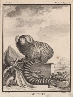 Обыкновенная игрунка, или уистити, она же мармозетка. Лист XIV иллюстраций к пятнадцатому тому знаменитой "Естественной истории" графа де Бюффона. Париж, 1767