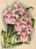 Орхидея MILTONIA VEXILLARIA VITTATA (лат.) (лист DLXXVI Lindenia Iconographie des Orchidées - обширнейшей в истории иконографии орхидей. Брюссель, 1897)