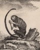 Краснорукий тамарин - символ плодовитости в мире обезьян. Лист XIII иллюстраций к пятнадцатому тому знаменитой "Естественной истории" графа де Бюффона. Париж, 1767