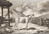 Ферма. Английская гравюра конца XVIII века