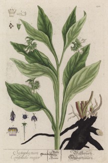 Окопник, он же костолом, виз-трава, сальный корень, живокост... (Symphistum officinalis (лат.)) (лист 252 "Гербария" Элизабет Блеквелл, изданного в Нюрнберге в 1757 году)