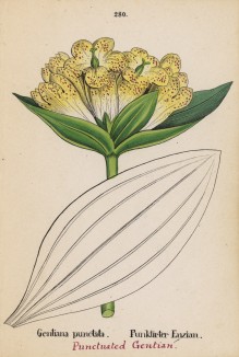 Горечавка точечная (Gentiana puncata (лат.)) (лист 280 известной работы Йозефа Карла Вебера "Растения Альп", изданной в Мюнхене в 1872 году)