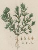 Кадило (паклун, чебрец, седник, богородичное зелье, сутловка) (Ajuga chamaepitis (лат.)) (лист 528 "Гербария" Элизабет Блеквелл, изданного в Нюрнберге в 1760 году)