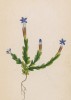 Горечавка простёртая (Gentiana prostrata (лат.)) (лист 290 известной работы Йозефа Карла Вебера "Растения Альп", изданной в Мюнхене в 1872 году)