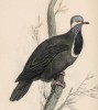 Синеголовый земляной голубь (Columba cyanocephala (лат.)) (лист 27 тома XIX "Библиотеки натуралиста" Вильяма Жардина, изданного в Эдинбурге в 1843 году)
