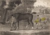 Выгул охотничьей лошади, также называемой гунтер, которая считается самым благородным представителем лошадей-полукровок. Лондон, 1794