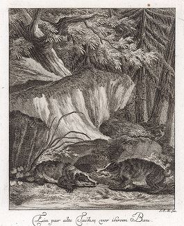 Старые барсуки. Гравюра Иоганна Элиаса Ридингера из Entwurff Einiger Thiere ..., Аугсбург, 1740. 