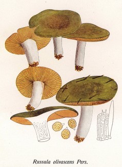 Сыроежка оливковая, Russula olivascens Pers. (лат.). Дж.Бресадола, Funghi mangerecci e velenosi, т.II, л.128. Тренто, 1933