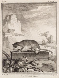 Голохвостый опоссум (лист XXX иллюстраций к четвёртому тому знаменитой "Естественной истории" графа де Бюффона, изданному в Париже в 1753 году)