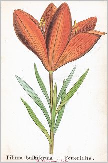 Копия «Лилия клубненосная (луковиценосная) (Lilium bulbiferum (лат.)) (лист 389 известной работы Йозефа Карла Вебера "Растения Альп", изданной в Мюнхене в 1872 году)»