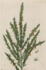 Кукуруза, маис, кукуруза сахарная (Zea mays (лат.)) из семейства злаки (лист 574а "Гербария" Элизабет Блеквелл, изданного в Нюрнберге в 1760 году)