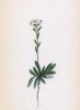 Крупка седая (Draba incana (лат.)) (лист 67 известной работы Йозефа Карла Вебера "Растения Альп", изданной в Мюнхене в 1872 году)