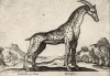 Жираф с рогами (лист из альбома Nova raccolta de li animali piu curiosi del mondo disegnati et intagliati da Antonio Tempesta... Рим. 1651 год)