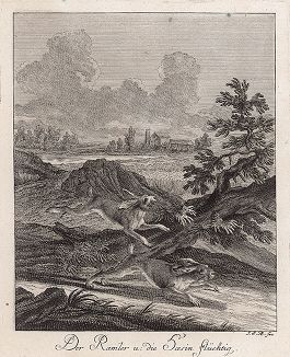 Бегущие зайцы. Гравюра Иоганна Элиаса Ридингера из Entwurff Einiger Thiere ..., Аугсбург, 1740. 