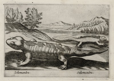 Саламандры (лист из альбома Nova raccolta de li animali piu curiosi del mondo disegnati et intagliati da Antonio Tempesta... Рим. 1651 год)