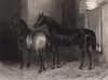 Кобыла Колючая Роща, победитель множества скачек, и Сэр Геркулес (1826-55) - чистокровная верховая лошадь, выведенная в Ирландии. Лондон, 1838