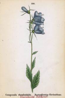 Колокольчик ромбоидальный (Campanula rhomboidalis (лат.)) (лист 258 известной работы Йозефа Карла Вебера "Растения Альп", изданной в Мюнхене в 1872 году)