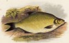 Лещ обыкновенный (иллюстрация к "Пресноводным рыбам Британии" -- одной из красивейших работ 70-х гг. XIX века, выполненных в технике хромолитографии)