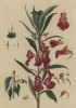 Недотрога бальзаминовая (Balsamina foemina лат.) (бальзамин садовый) -- женская особь (лист 583 "Гербария" Элизабет Блеквелл, изданного в Нюрнберге в 1760 году)
