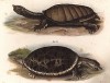 Черепахи Trionyx granosus и Platypeltis ferox (лат.) (из Naturgeschichte der Amphibien in ihren Sämmtlichen hauptformen. Вена. 1864 год)