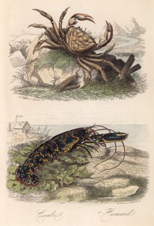 Краб и омар (иллюстрация к работе Ахилла Конта Musée d'histoire naturelle, изданной в Париже в 1854 году)