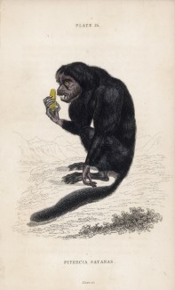 Чёртов саки, или чёртова обезьяна (Pithecia satanas (лат.)) (лист 25 тома II "Библиотеки натуралиста" Вильяма Жардина, изданного в Эдинбурге в 1833 году)