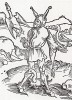 Дурак с гусями (иллюстрация к главе книги Себастьяна Бранта "Корабль дураков", гравированная Дюрером в 1494 году)