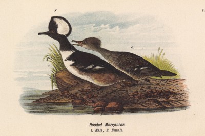 Крохаль хохлатый (Lophodytes cucullatus) 1. Самец 2. Самка (лист 3 известной работы Бенджамина Уоррена "Птицы Пенсильвании", изданной в США в 1890 году (иллюстрации изготовлены по мотивам оригиналов Джона Одюбона))
