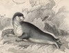 Тюлень-хохлач (Phoca Mitrata (лат.)) (лист 15 тома VI "Библиотеки натуралиста" Вильяма Жардина, изданного в Эдинбурге в 1843 году)