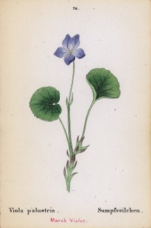 Фиалка болотная (Viola palustris (лат.)) (лист 74 известной работы Йозефа Карла Вебера "Растения Альп", изданной в Мюнхене в 1872 году)