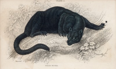 Чёрная пантера (Felis Nigra (лат.)) (лист 5 тома III "Библиотеки натуралиста" Вильяма Жардина, изданного в Эдинбурге в 1834 году)