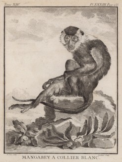 Беловоротничковый мангобей, он же красноголовый мангобей. Лист XXXIII иллюстраций к четырнадцатому тому знаменитой "Естественной истории" графа де Бюффона. Париж, 1766