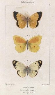 Бабочки 1.Желтушка Палено (Colias Palaeno), 2.Rhodocera cleopatra и 3.Желтушка Гиала (Colias Hyale (лат.)) (лист 6)