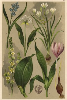 Птицемлечник зонтичный (Ornithogalum umbellatum), пролеска двулистная (Scilla bifolia), черемша (Allium ursinum), черемица белая (Veratrum album), зимовник осенний (Colchicum autumnale)