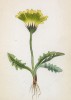 Скерда пиренейская (Soyeria hyoseridifolia (лат.)) (лист 242 известной работы Йозефа Карла Вебера "Растения Альп", изданной в Мюнхене в 1872 году)