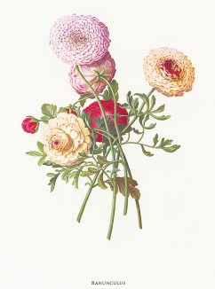 Ранункулюс, или лютик азиатский (садовый) (лат. Ranunculus). Из альбома Fruits and Flowers. Лондон, 1955