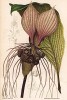 Орхидея Ataccia cristata (лат.). Профессор Удеманс, Neerland's Plantentuin: Afbeeldingen en beschrijvingen van sierplanten voor tuin en kamer. Амстердам, 1866

