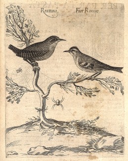 Крапивник, или орешек, и королёк. А ещё маленький паучок. Из первого (1622 г.) издания работы итальянского философа и натуралиста Джованни Пьетро Олины (1585-1645)