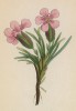 Смолёвка Пумилио (Silene Pumilio (лат.)) (лист 89 известной работы Йозефа Карла Вебера "Растения Альп", изданной в Мюнхене в 1872 году)