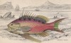 Антиас обыкновенный, или антиас "ласточкин хвост" (Serranus Anthias (лат.)) (лист18 XXIX тома "Библиотеки натуралиста" Вильяма Жардина, изданного в Эдинбурге в 1835 году