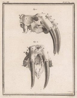 Клыки тюленя (лист XVII иллюстраций к тринадцатому тому знаменитой "Естественной истории" графа де Бюффона, изданному в Париже в 1765 году)