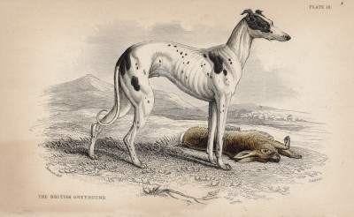 Грейхаунд, или английская борзая (Canis Leporarius (лат.)) (лист 10 тома V "Библиотеки натуралиста" Вильяма Жардина, изданного в Эдинбурге в 1840 году)
