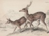 Пара пятнистых оленей (Axis maculatus (лат.)) (лист 13 тома XI "Библиотеки натуралиста" Вильяма Жардина, изданного в Эдинбурге в 1843 году)