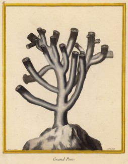 Коралл, именовавшийся во Франции конца XVIII столетия Grand Pore (фр.) (из Table des Planches Enluminées d'Histoire Naturelle de M. D'Aubenton. Утрехт. 1783 год (лист 47))