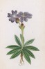 Примула Вульфена (Primula Wulfenii (лат.)) (лист 350 известной работы Йозефа Карла Вебера "Растения Альп", изданной в Мюнхене в 1872 году)